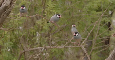 Java Sparrow Birds Perched Introduced Non-Native Exotic Species in Hawaii 库存影片 178351551
