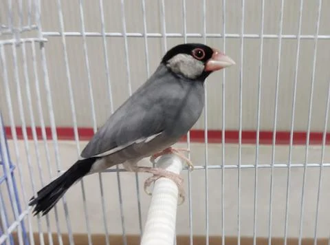 Java sparrow in a cage Fotos de archivo