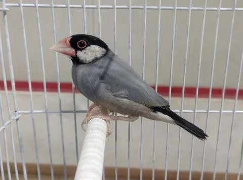 Java sparrow in a cage Photos
