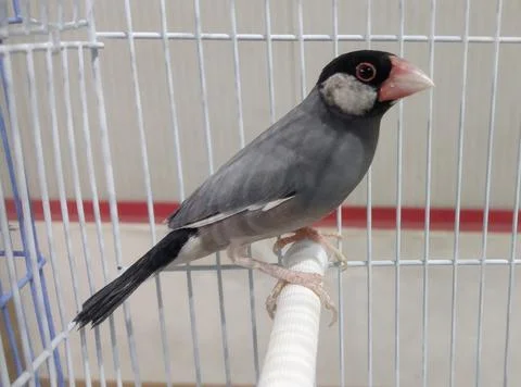 Java sparrow in a cage Фото
