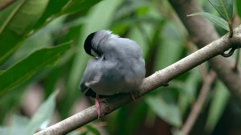 Java sparrow cleaning its feathers with beak. Cute little exotic bird Stock Footage 93533535