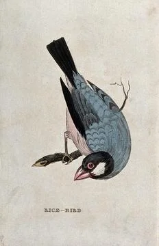 A Java sparrow. Coloured engraving. Ilustração Stock
