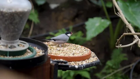 Java Sparrow Feeding on Seeds in Tropical Aviary Video stock 338371874