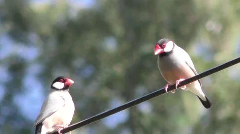 Java Sparrow Finch Bird in Hawaii 库存影片 46694165