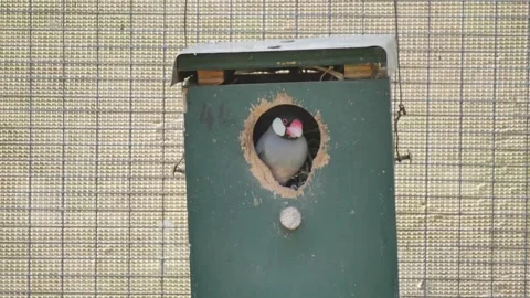 Java sparrow finch bird sitting in an animal hut Stock Footage 339025786