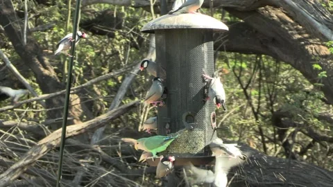 Java Sparrow Flock Feeding with Lovebirds at Feeder in Maui Hawaii Vídeos de archivo 337799796