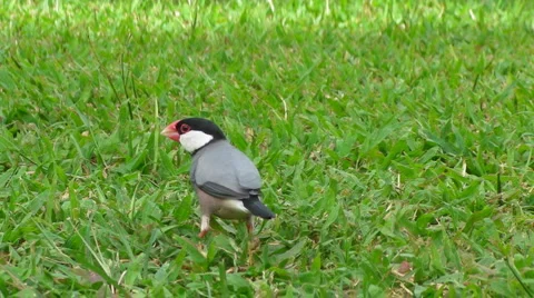 Java Sparrow Stock-Footage 5295224