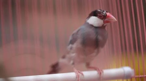 Java sparrow Stock Footage 43595423