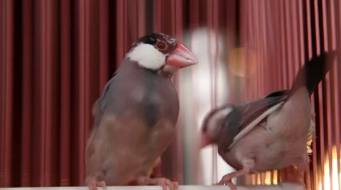 Java sparrow Stock Footage 43726665