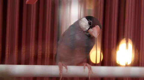 Java sparrow Stock Footage 43727267