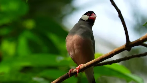 Java Sparrow Stock Footage 150445275