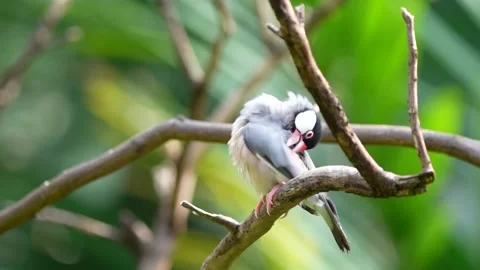 Java Sparrow Stock Footage 150472983