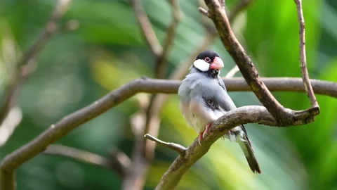 Java Sparrow Stock Footage 150474187