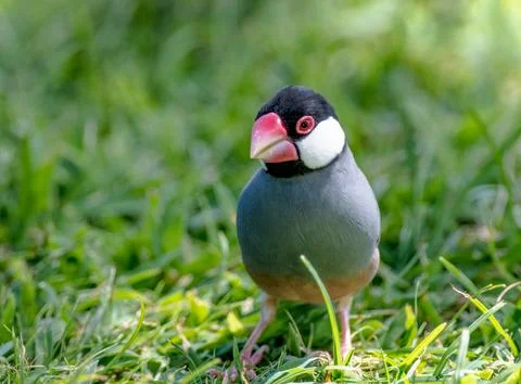 Java Sparrow foraging in the grass in a field Stock Photos