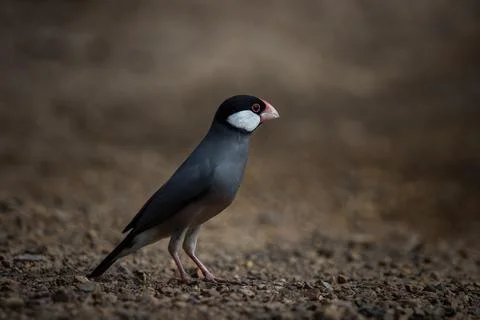 Java sparrow on the ground (Animal Portait) Fotos Stock