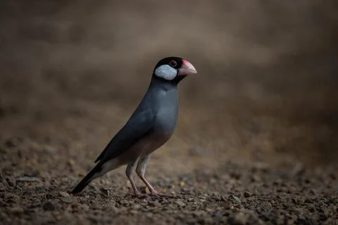 Java sparrow on the ground (Animal Portait) Stock-Fotos