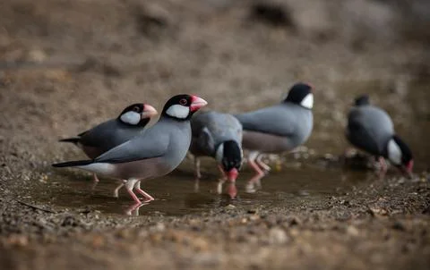 Java sparrow on the ground (Animal Portait) Fotos Stock