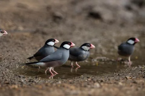 Java sparrow on the ground (Animal Portait) Фото