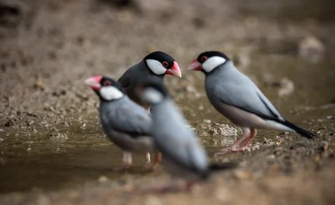 Java sparrow on the ground (Animal Portait) Fotos Stock