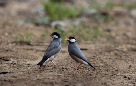 Java sparrow on the ground (Animal Portait) Fotos Stock