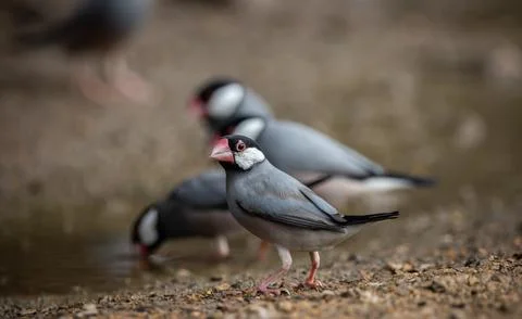 Java sparrow on the ground (Animal Portait) Stock-Fotos