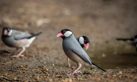 Java sparrow on the ground (Animal Portait) Fotos Stock