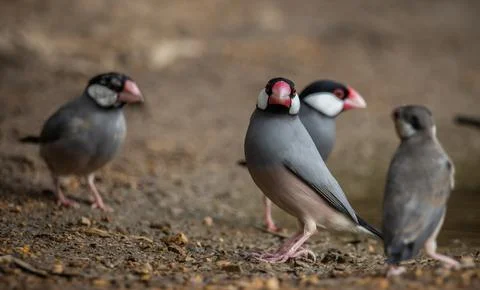 Java sparrow on the ground (Animal Portait) Fotos Stock