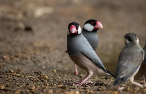 Java sparrow on the ground (Animal Portait) Fotos Stock