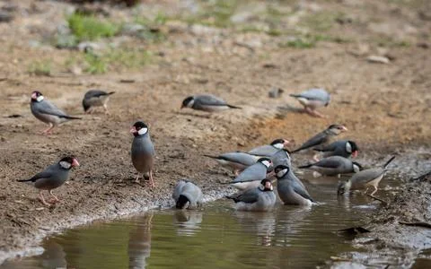 Java sparrow on the ground (Animal Portait) Foto stock