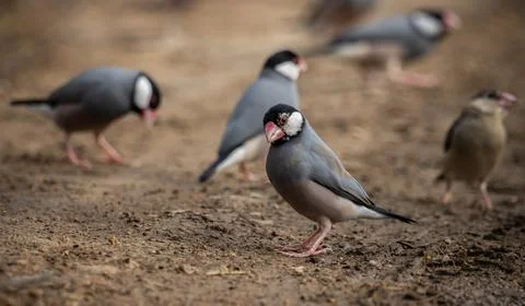 Java sparrow on the ground (Animal Portait) Fotos Stock