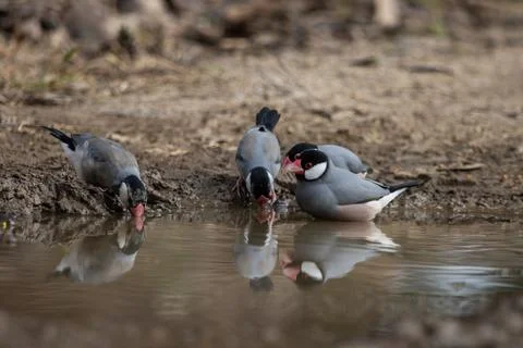 Java sparrow on the ground (Animal Portait) Fotos Stock