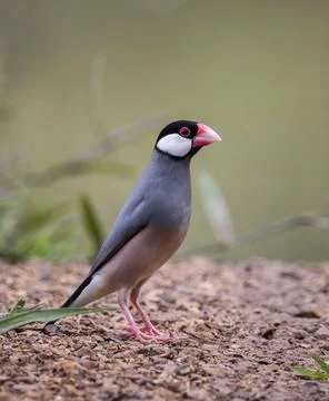 Java sparrow on the ground animal portrait. Fotos Stock