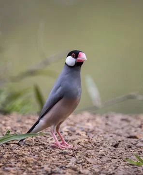 Java sparrow on the ground animal portrait. Fotos Stock