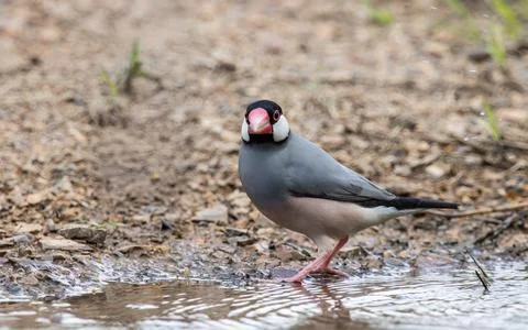 Java sparrow on the ground animal portrait. Stock-Fotos