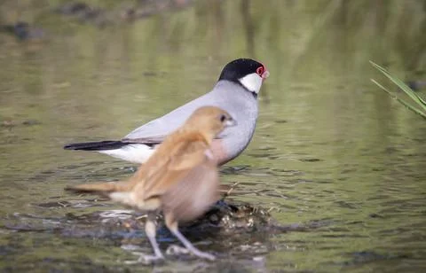 Java sparrow on the ground animal portrait. Fotos Stock