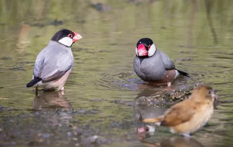 Java sparrow on the ground animal portrait. Fotos Stock