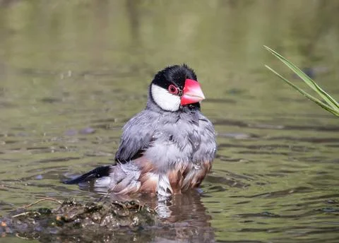 Java sparrow on the ground animal portrait. Fotos Stock