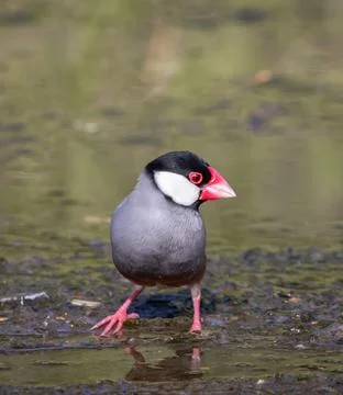 Java sparrow on the ground animal portrait. Fotos Stock
