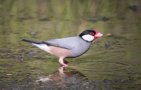 Java sparrow on the ground animal portrait. Fotos Stock