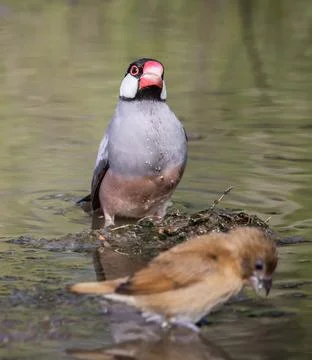 Java sparrow on the ground animal portrait. Fotos Stock