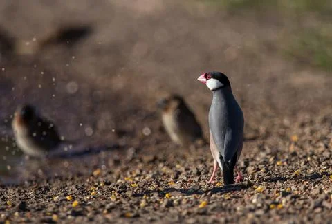 Java sparrow on the ground. Stock-Fotos