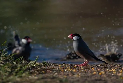 Java sparrow on the ground. Fotos Stock