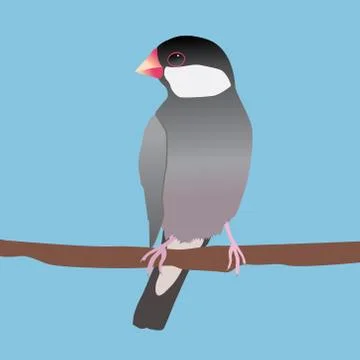 Java sparrow Stockillustratie
