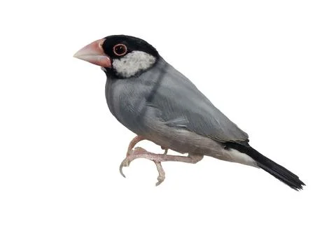 Java sparrow isolated on white background Photos