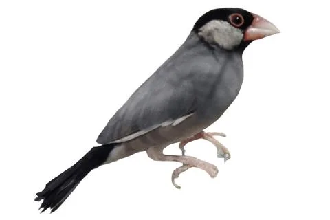 Java sparrow isolated on white background Stock Photos