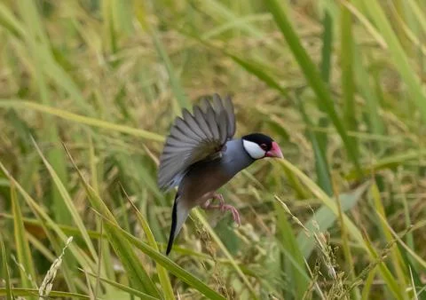 Java Sparrow It is a bird native to Java, Bali and other nearby islands in .. Stock Photos