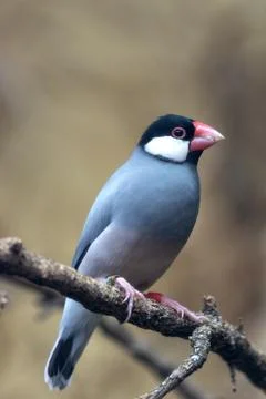The Java Sparrow, with its distinctive grey body, pink beak, and white cheeks Stock Photos