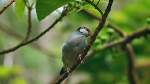 Java Sparrow Jumping on Branch and Flying Away at Edward Youde Aviary Hong Kong Video stock 335408717