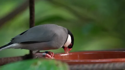 Java Sparrow (Lonchura oryzivora) Feeding Over Lush Green Background 库存影片 224777058