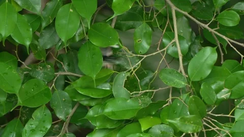 Java sparrow Lonchura oryzivora foraging on tropical tree leaves Edward Youde Stock-Footage 335977096